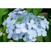 Саженцы Гортензии "Блю декл": отзывы и описание сорта Саженцы Гортензии "Блю декл": отзывы и описание сорта